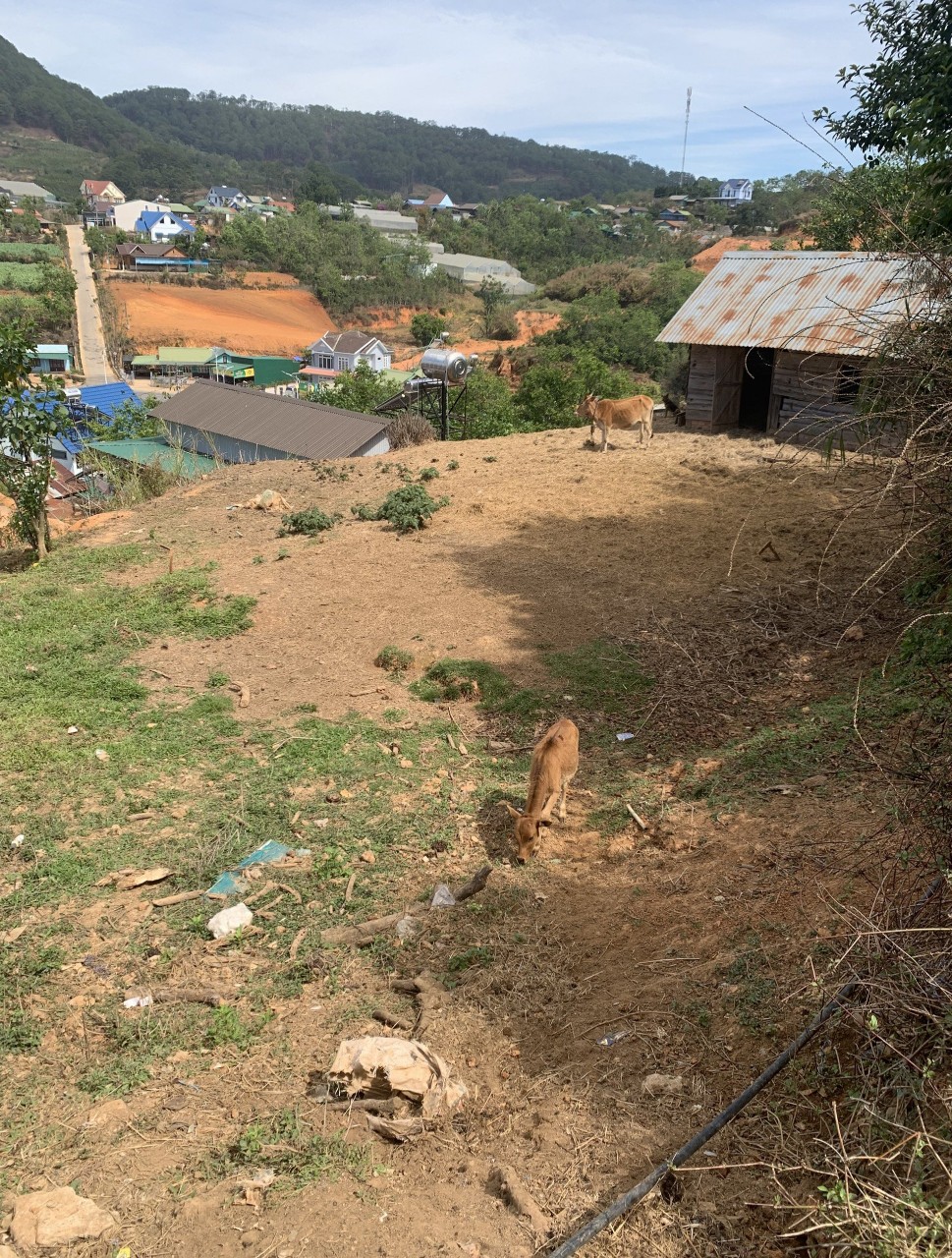 BÁN ĐẤT ĐẸP - Vị Trí Đắc Địa Tại Xã Đạ Sar, Lạc Dương, Lâm Đồng