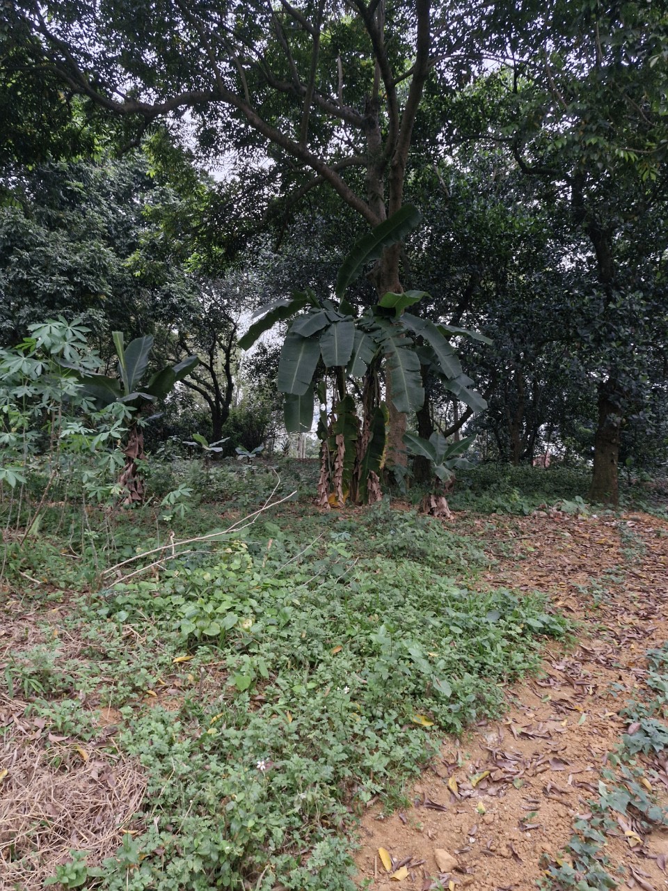 GIA ĐÌNH CẦN BÁN LÔ ĐẤT TRÊN ĐỒI HỌA SỸ TIÊN PHƯƠNG-CHƯƠNG MỸ