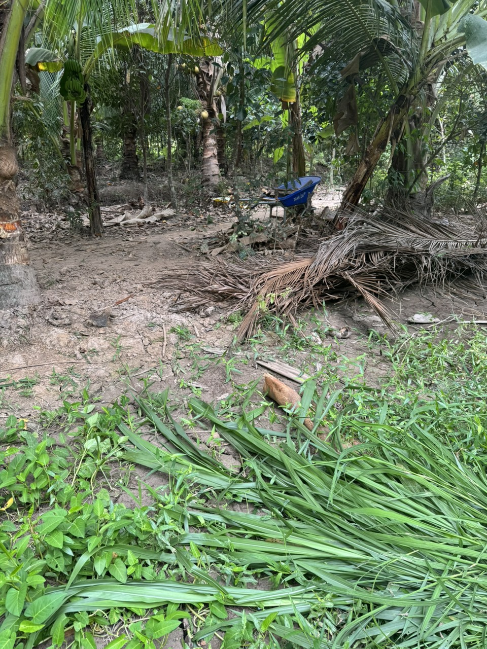 Chính chủ cần bán lô đất tại Địa chỉ Ấp nhị Hòa xã đại Phước huyện Càng Long tỉnh Trà Vinh