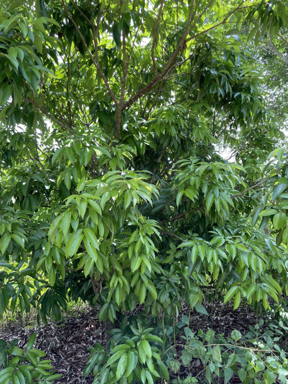 Chính chủ cần bán 6,6 héc đất vườn tại Xã Ea M Droh , Huyện CưM’ga, Daklak