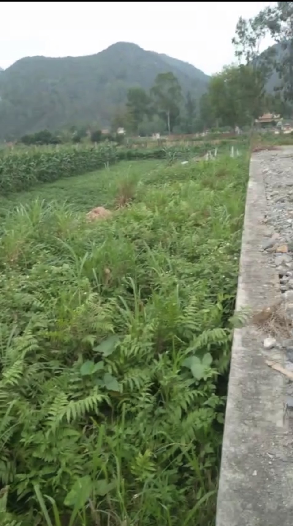 Do gia đình em có công việc nên e cần bán nhanh 3 mảnh đất tại Nga Sơn, Thanh Hoá.