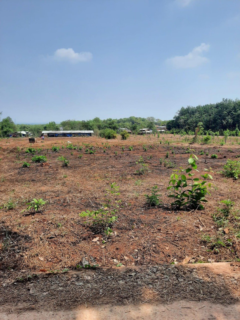 * CHÍNH CHỦ CẦN BÁN LÔ ĐẤT XÃ BÌNH LONG - BÌNH PHƯỚC