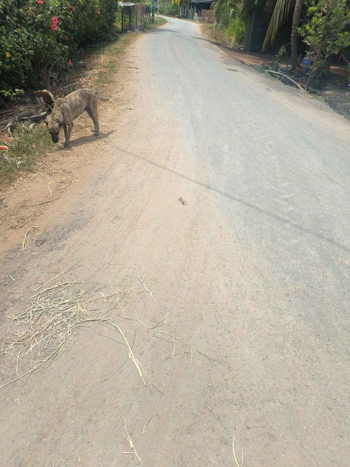 CHÍNH CHỦ BÁN LÔ ĐẤT ĐẸP GIÁ RẺ TRẢNG BÀNG-TÂY NINH