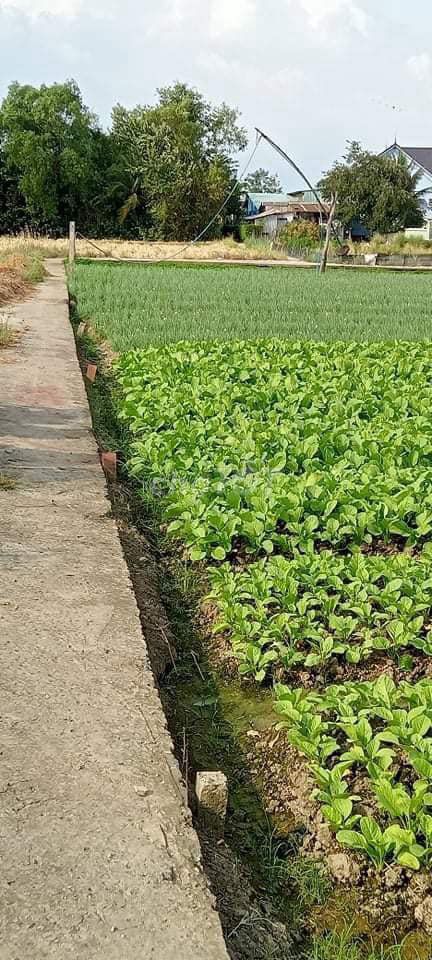 Bán Đất Chính Chủ Cách Đường Huỳnh Thị Luông 200m - Cần Giuộc Long An (85m2) Nở Hậu, Có Sổ Hồng