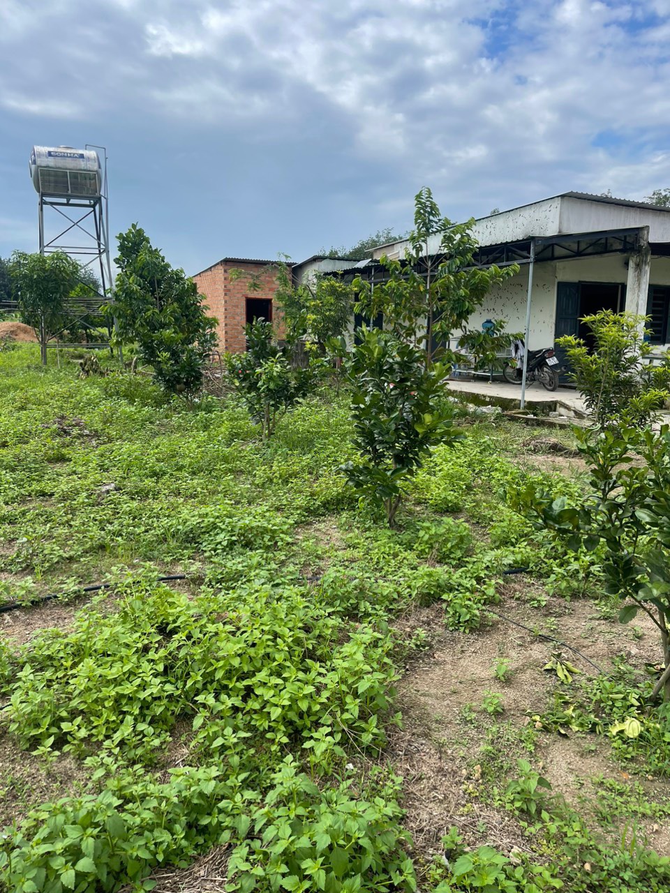 Cần bán đất CLN ngay Trung Tâm Hành Chính Huyện Tánh Linh- Bình Thuận