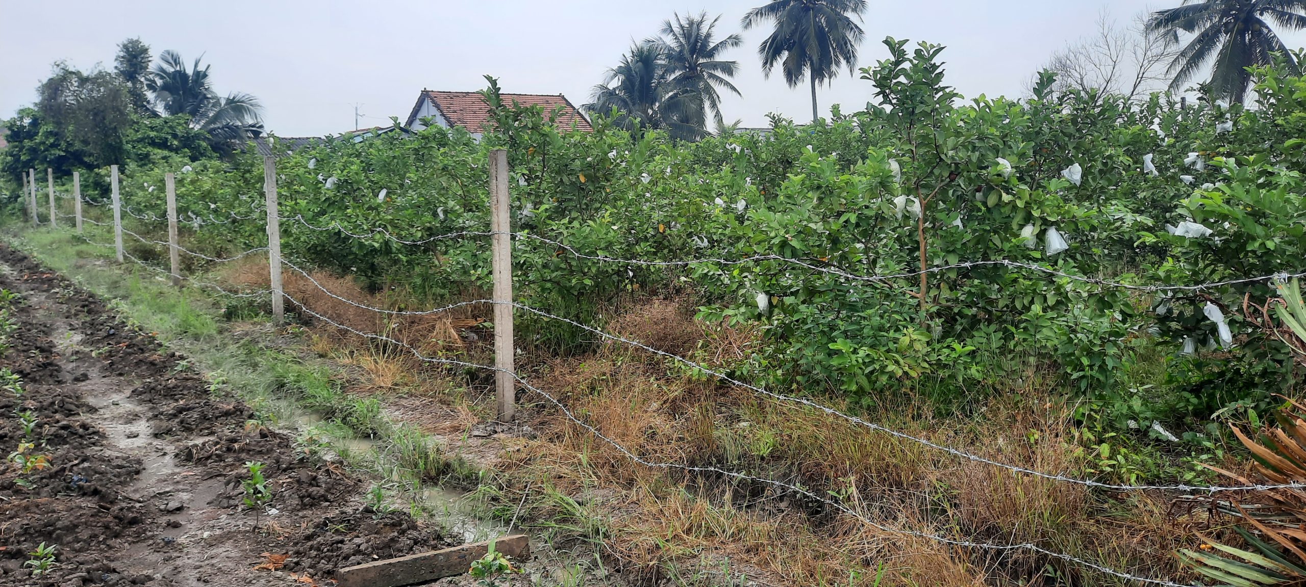 CHÍNH CHỦ NGỘP BANK BÁN LÔ ĐẤT VƯỜN ĐẸP Ấp 10 xã LƯƠNG HÒA, H.BẾN LỨC, T. LONG AN CHỈ 1,3 TỶ/CÔNG