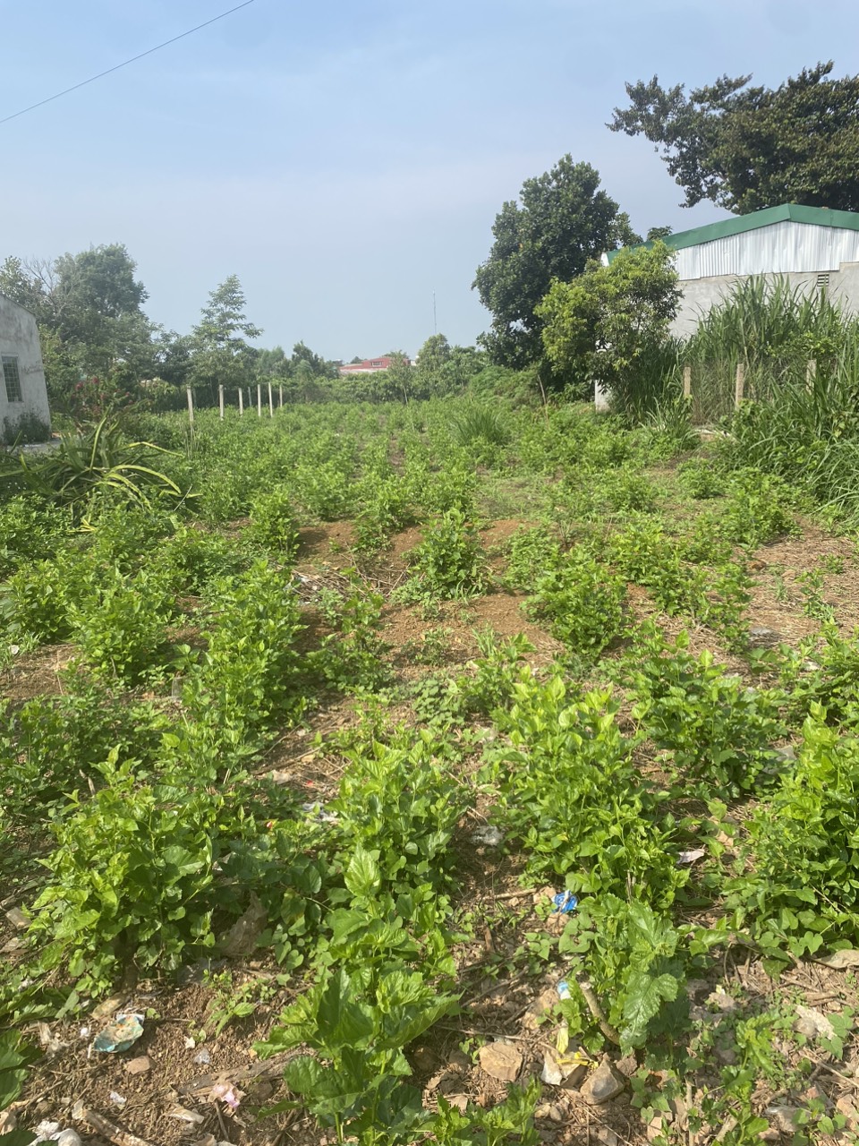 BÁN ĐẤT ĐẸP - Vị Trí Đẹp Tại TT Đinh Văn, Huyện Lâm Hà, Lâm Đồng