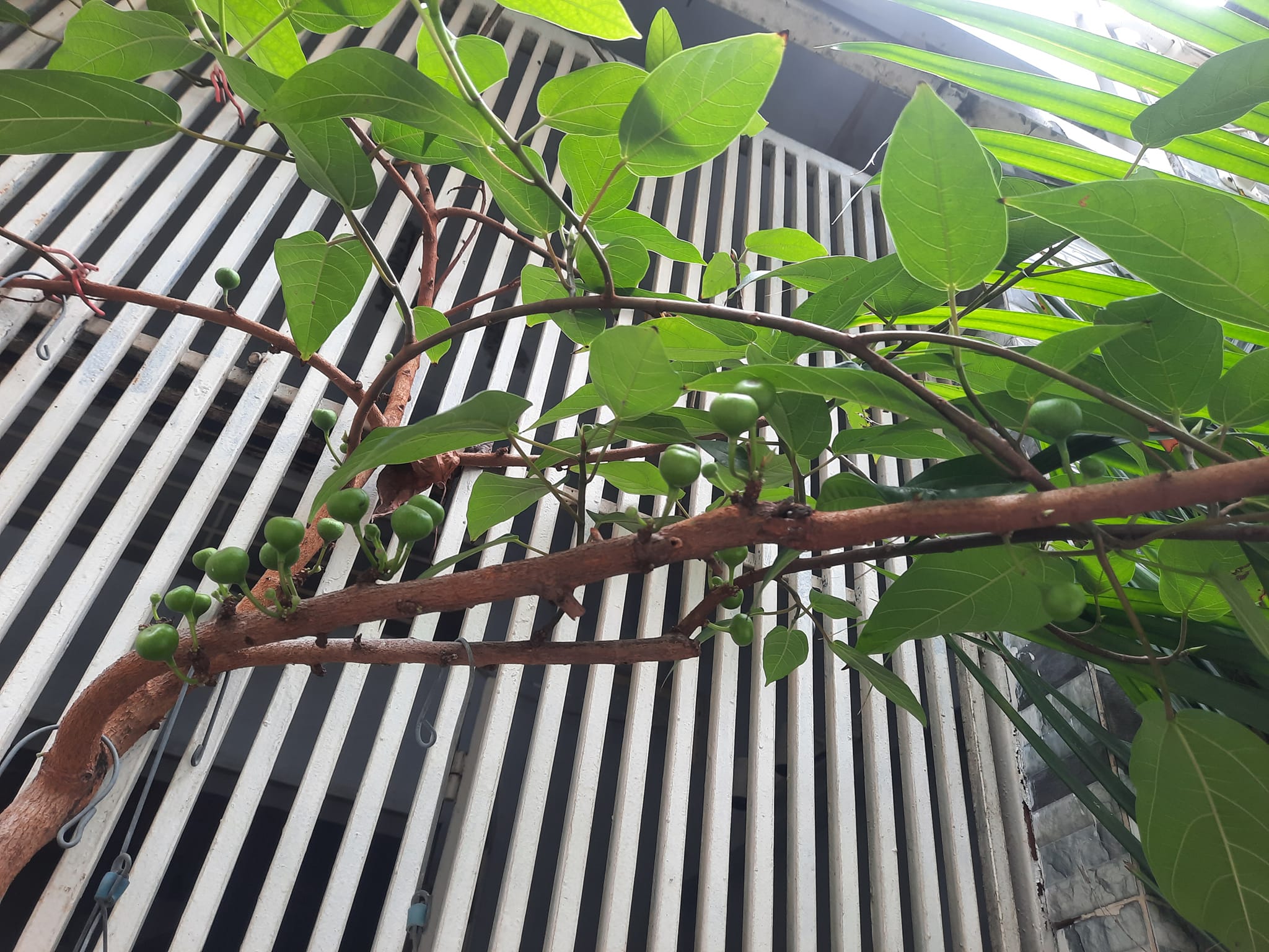 HẺM BAGAC YÊN TĨNH - GẦN CHỢ TÂN HƯƠNG - Ở HOẶC ĐẦU TƯ GIỮ TIỀN.