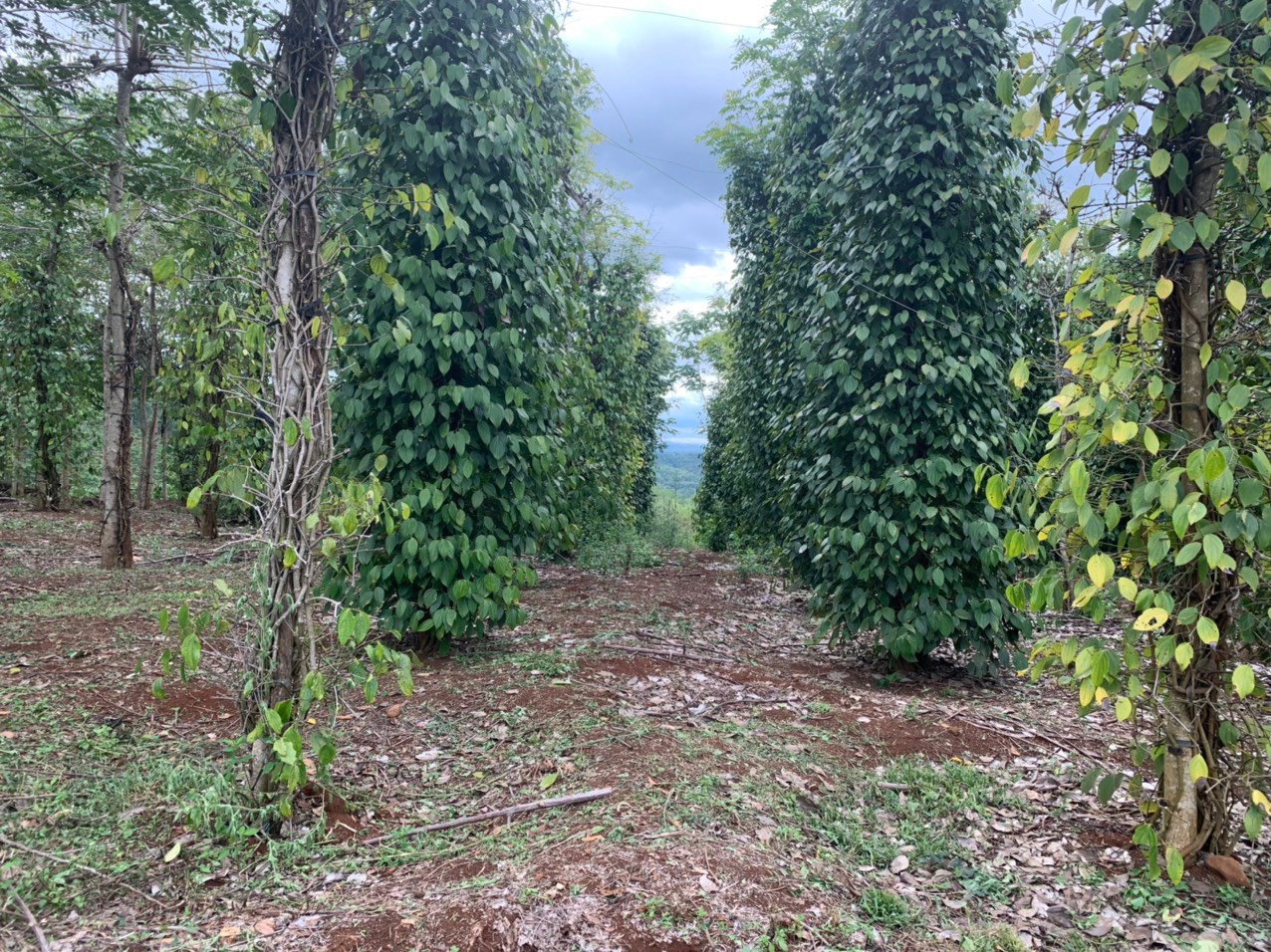 Chính chủ cần bán nhanh lô đất Nông nghiệp tại xã Đắk Drô, huyện Krông Nô, tỉnh Đắk Nông.