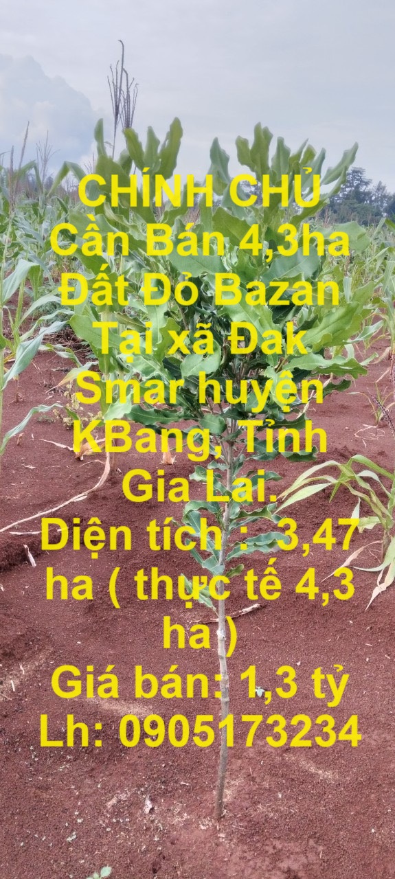 CHÍNH CHỦ Cần Bán 4,3ha Đất Đỏ Bazan Tại xã Đak Smar huyện KBang, Tỉnh Gia Lai.