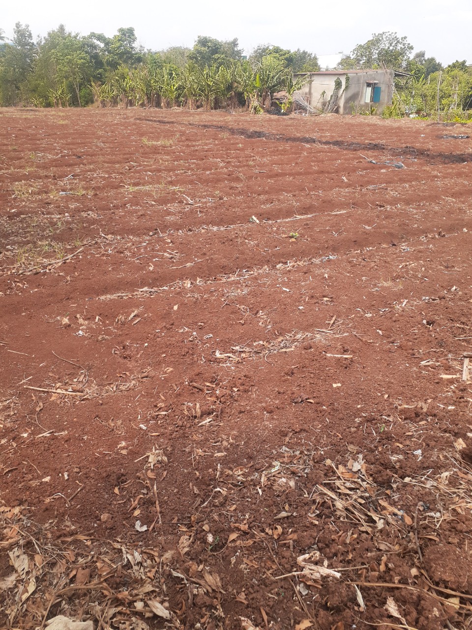 CHÍNH CHỦ CẦN BÁN ĐẤT NÔNG NGHIỆP TP BUÔN MA THUỘT - ĐẮK LẮK