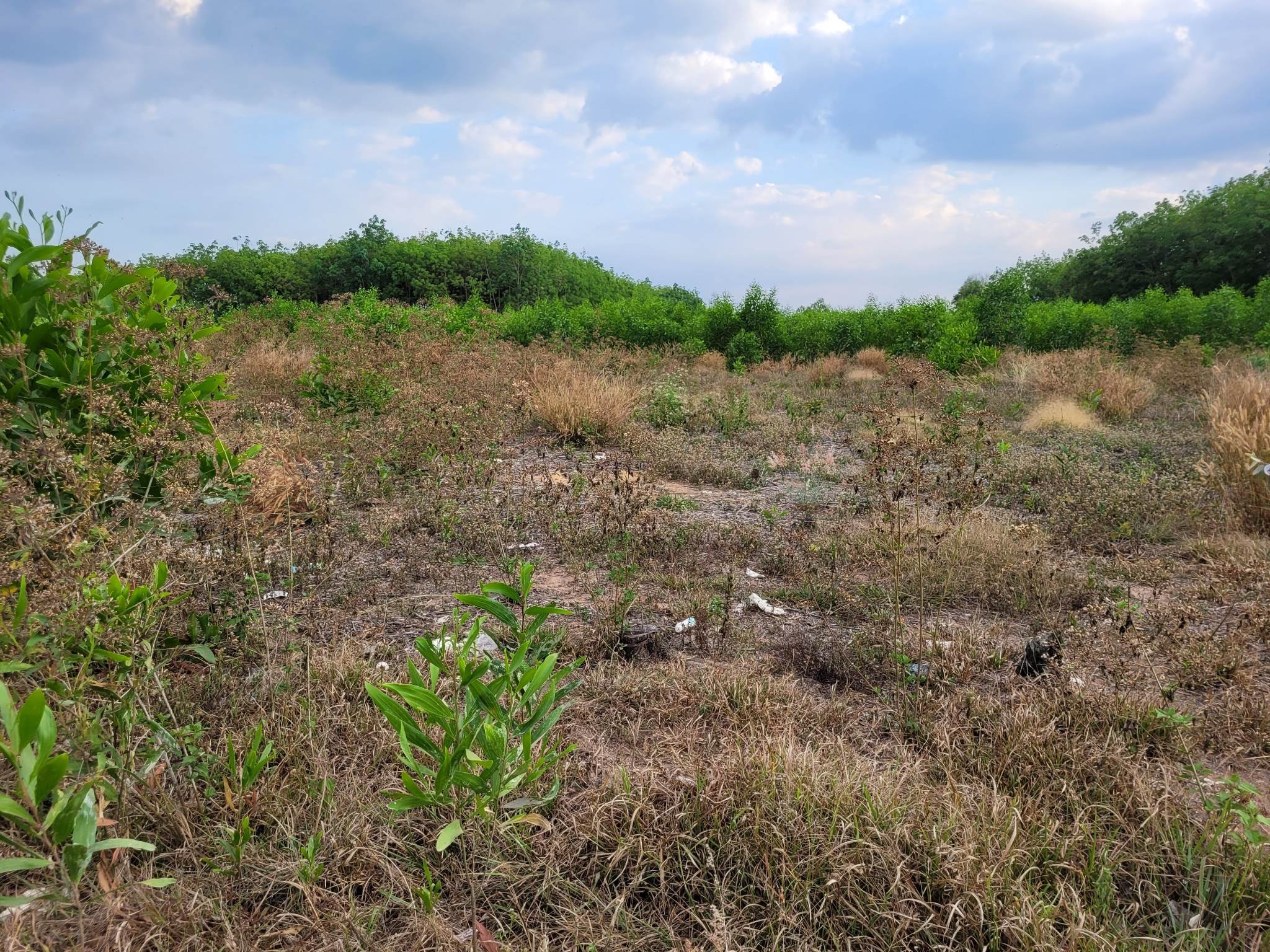 Bán Đất Thổ Cư 1500M2 Chính Chủ, Huyện Đức Linh, Bình Thuận