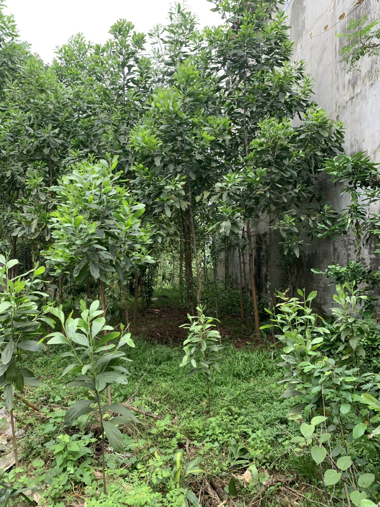 CHÍNH CHỦ CẦN BÁN LÔ ĐẤT TRỐNG TP THÁI NGUYÊN