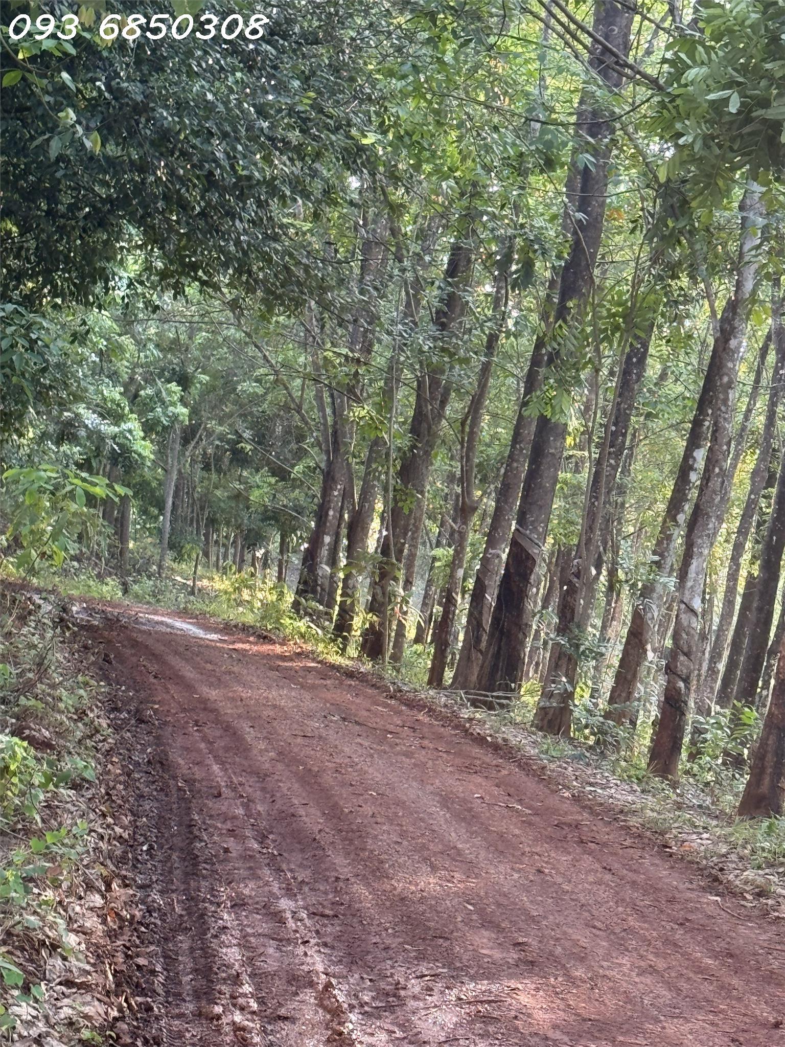 Chính chủ cần bán 3 miếng đất tại Tam Nguyên. Lộc Quang. Lộc Ninh. Bình Phước