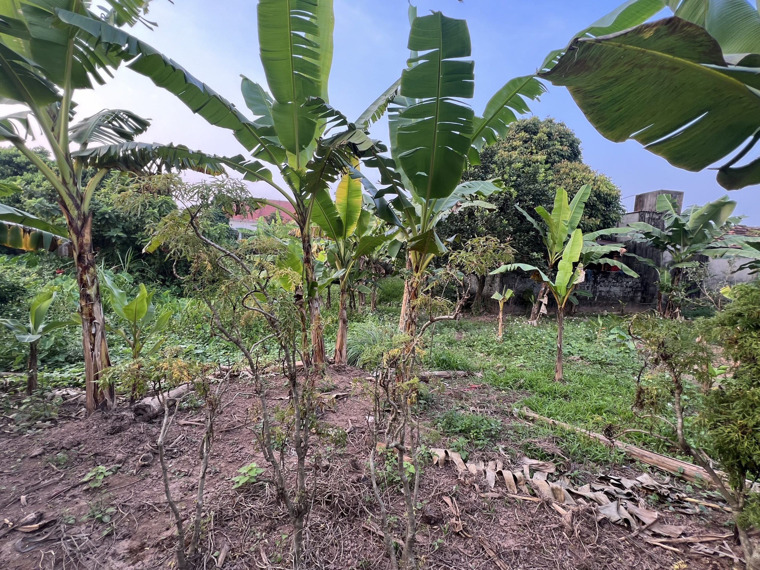 Bán 493M2 Đất Tại Xã Đông Tảo - Khoái Châu - Hưng Yên Giá Chỉ 2.X Tỷ, Sổ Đỏ, Gần Chợ Đông Tảo.