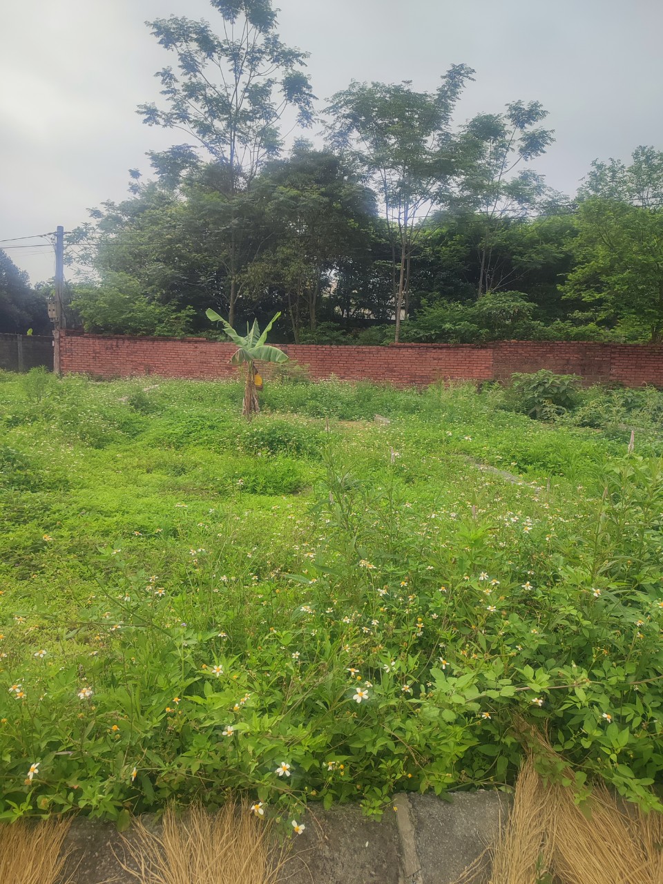 Cần bán nhanh đất đẹp Hạ Bằng mặt tiền rộng giá rẻ ngõ thông thoáng.