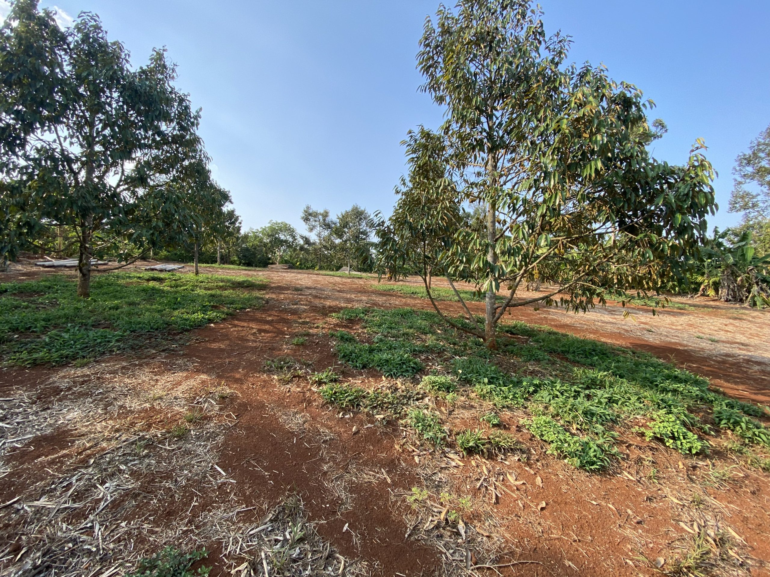 CHÍNH CHỦ BÁN ĐẤT XÃ EATU - BUÔN MA THỤÔT - ĐẮK LẮK