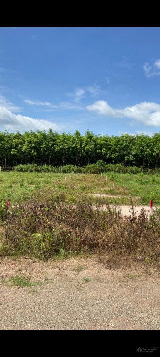 * CHÍNH CHỦ CẦN BÁN GẤP LÔ ĐẤT XÃ LONG NGUYÊN - BÀU BÀNG - BÌNH DƯƠNG *