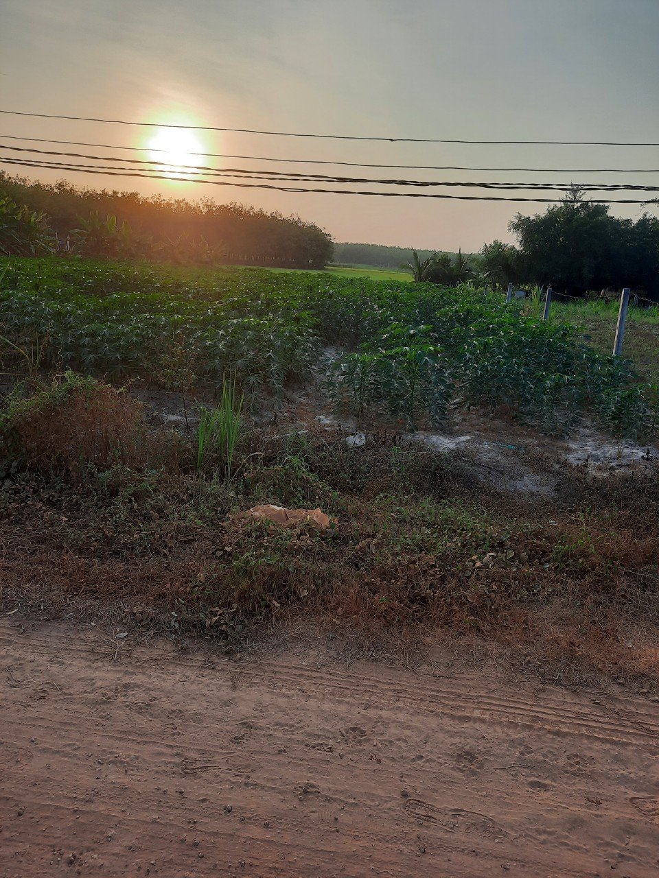 %%CHÍNH CHỦ CẦN BÁN LÔ ĐẤT Ở ẤP NAM BẾN SỎI – XÃ THÀNH LONG – H.CHÂU THÀNH – TÂY NINH.