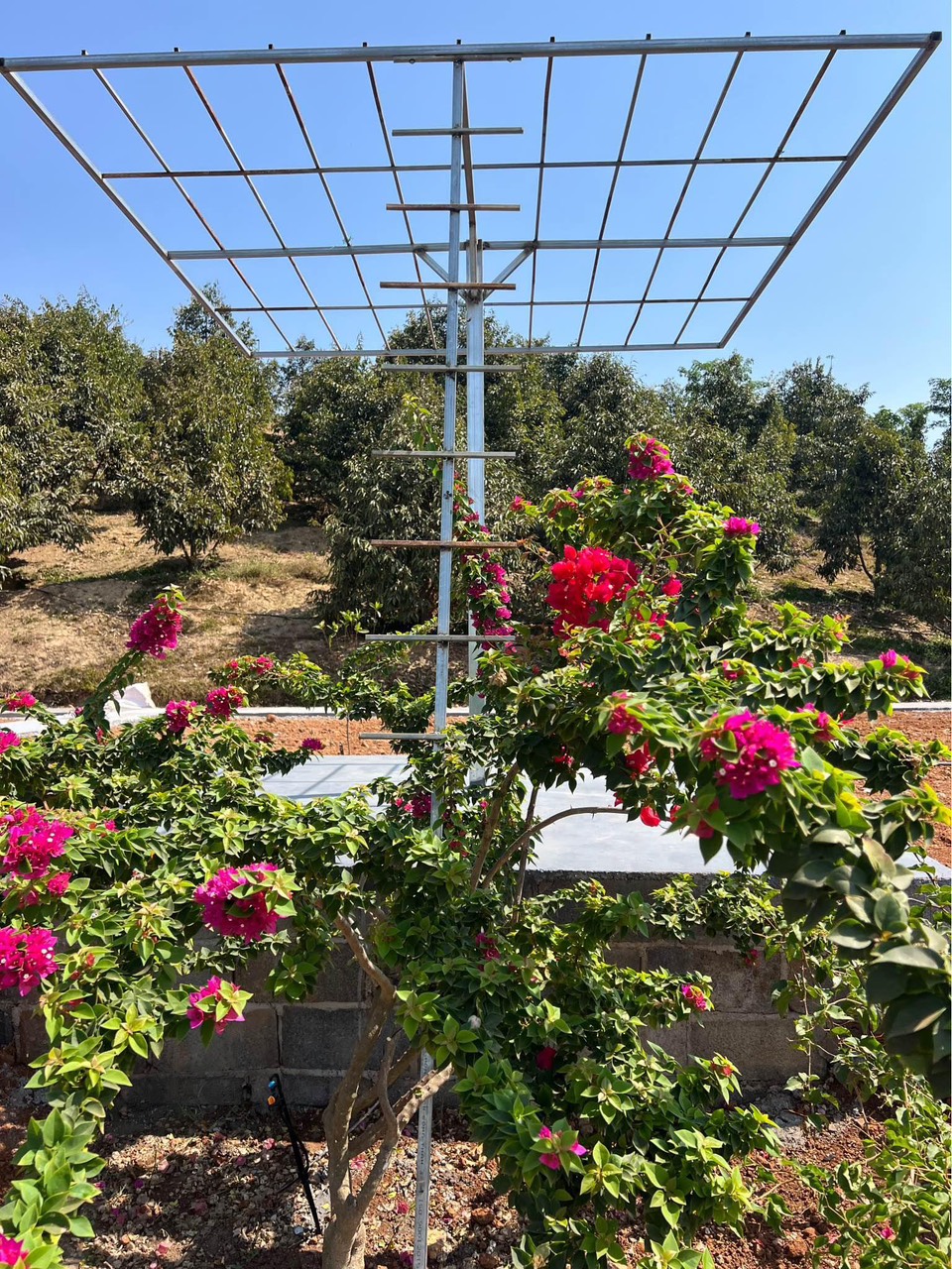 __ CHÍNH CHỦ BÁN ĐẤT XÃ QUẢNG SƠN - ĐẮK GLONG - ĐẮK NÔNG