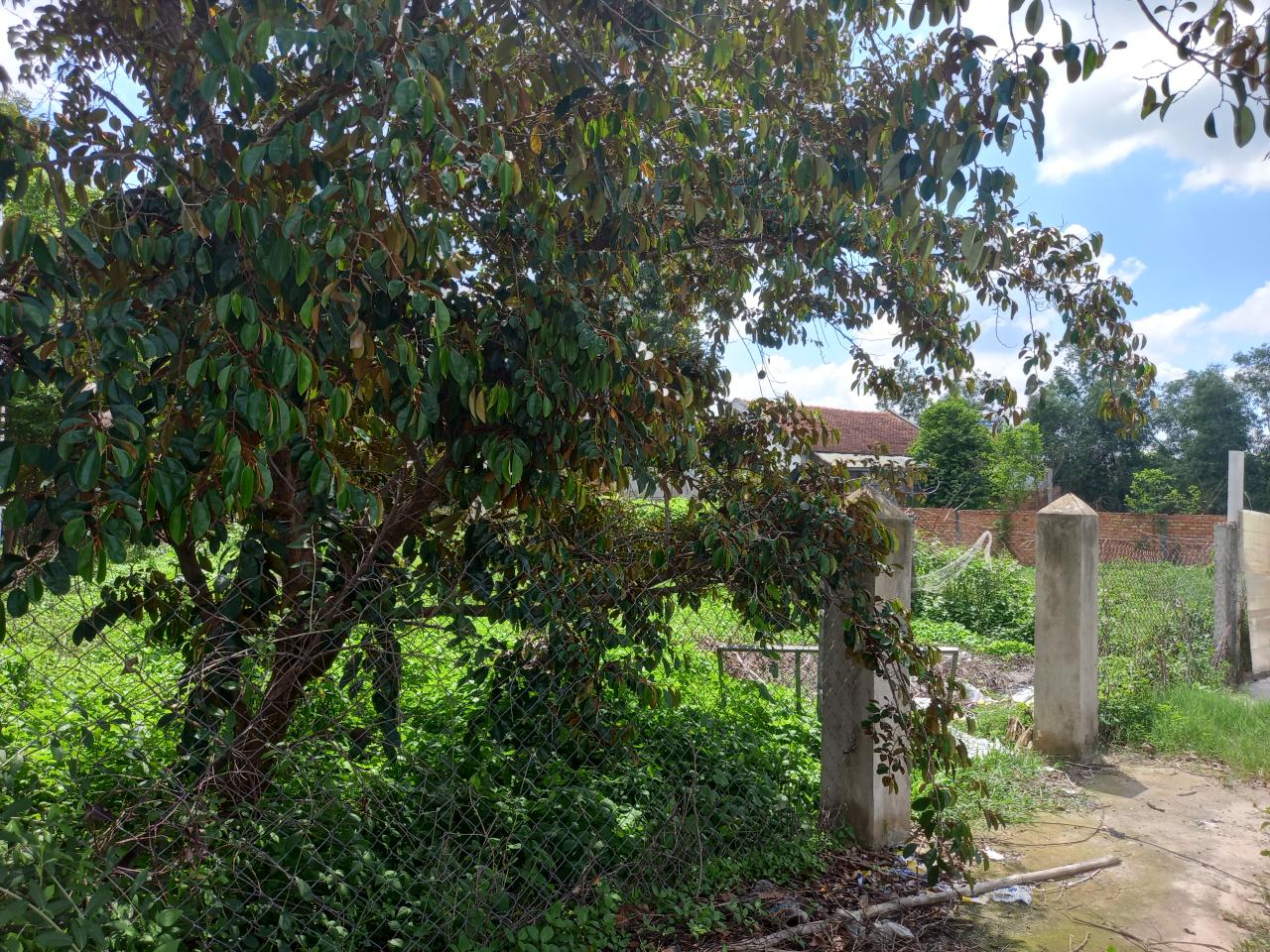 Bán đất Tân Hiệp 14 HM, 234m2, nở tiền, ngang 12m, Đ. 3m giá chỉ 2.x tỷ