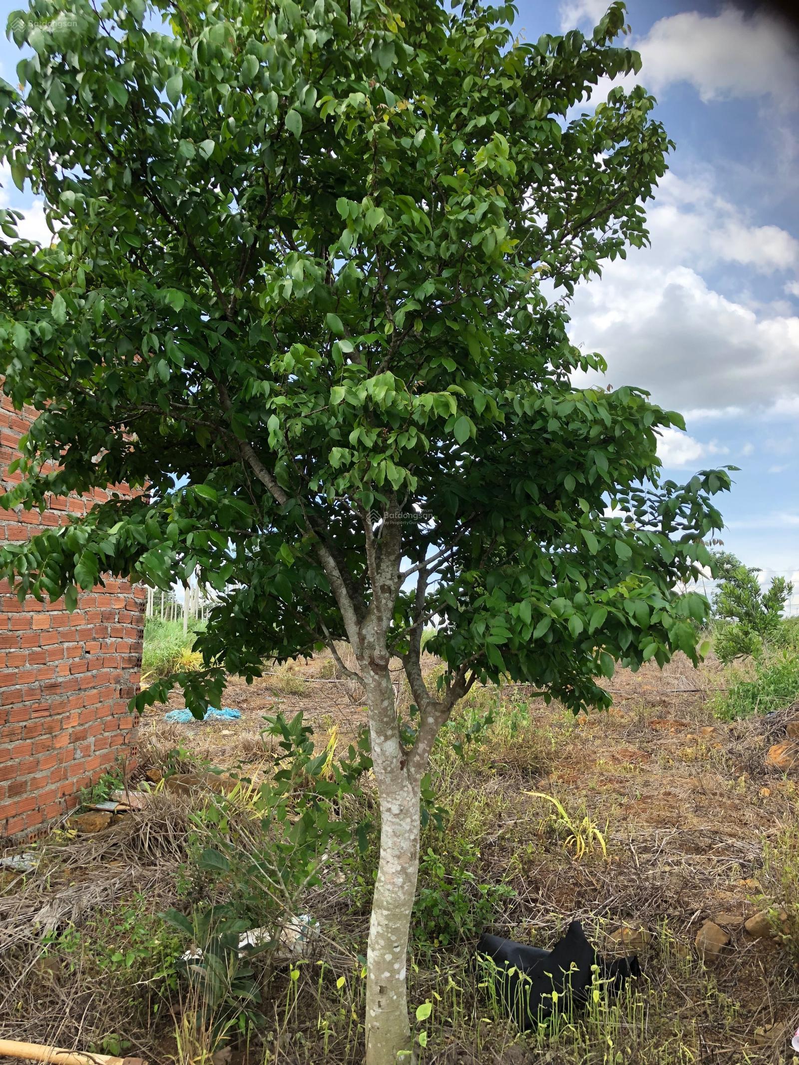 Chính Chủ Bán 76m mặt tiền, sổ đỏ, đầy đủ tiện ích, đường xe tải thông nối Ql 26 và QL 29 cần bán