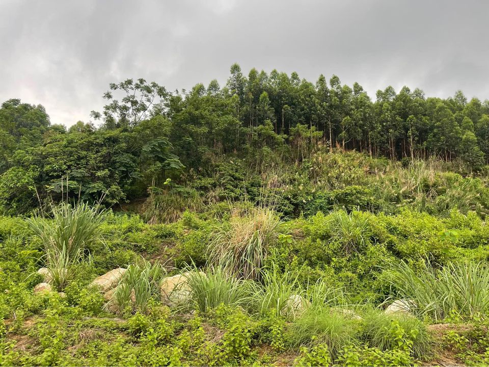 Cần nhượng lại 13,5Ha đất Rừng trồng cây tại Cầu Trắng, Đại Yên, Hạ Long. View Vinhomes Hạ Long Xanh rất đẹp!