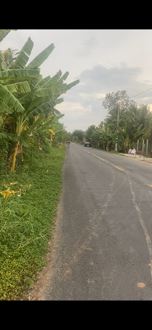 Bán 987m2 đất sầu riêng đang thu hoạch trên 100 triệu/1 vụ tại xã Phú Đức, Châu Thành, Bến Tre