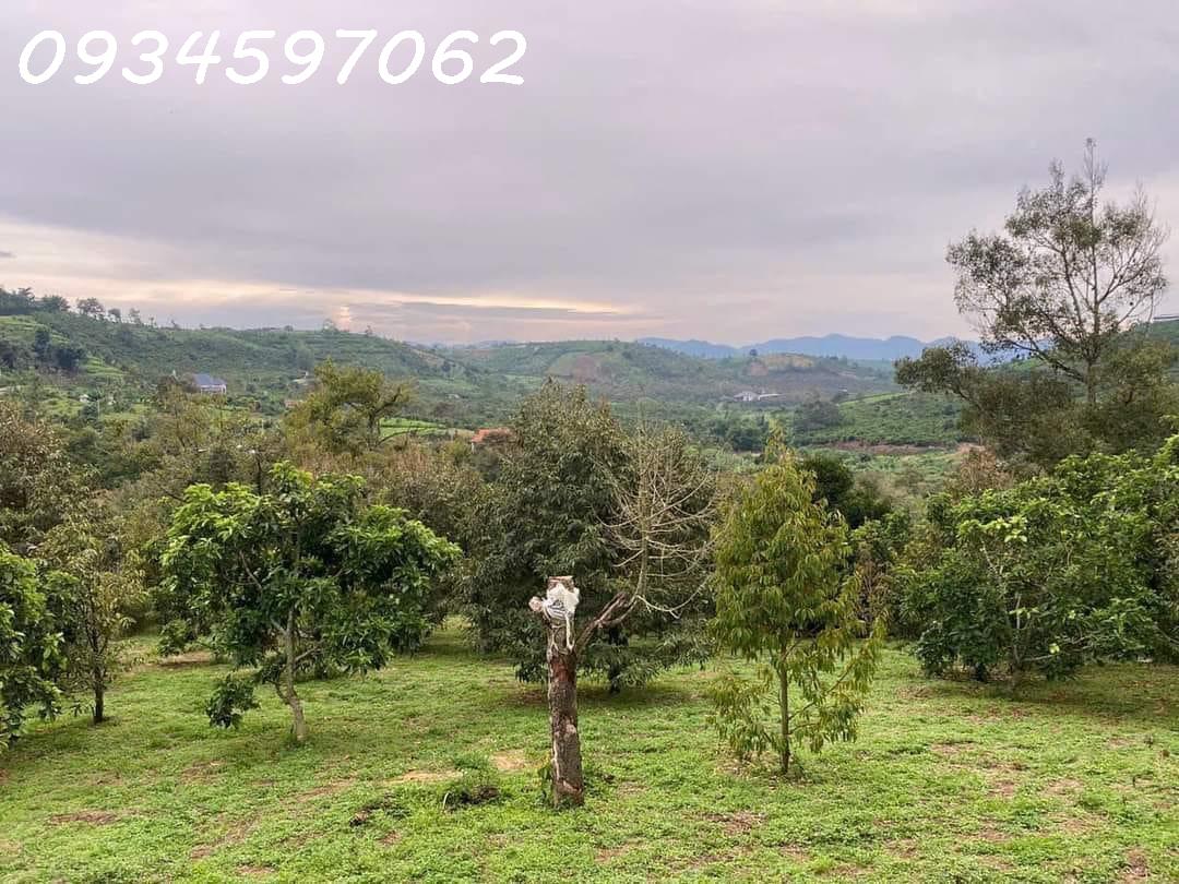 Ngộp bank bán Vườn Cà phê , Sầu riêng tại thôn 10, xã Lộc Nam