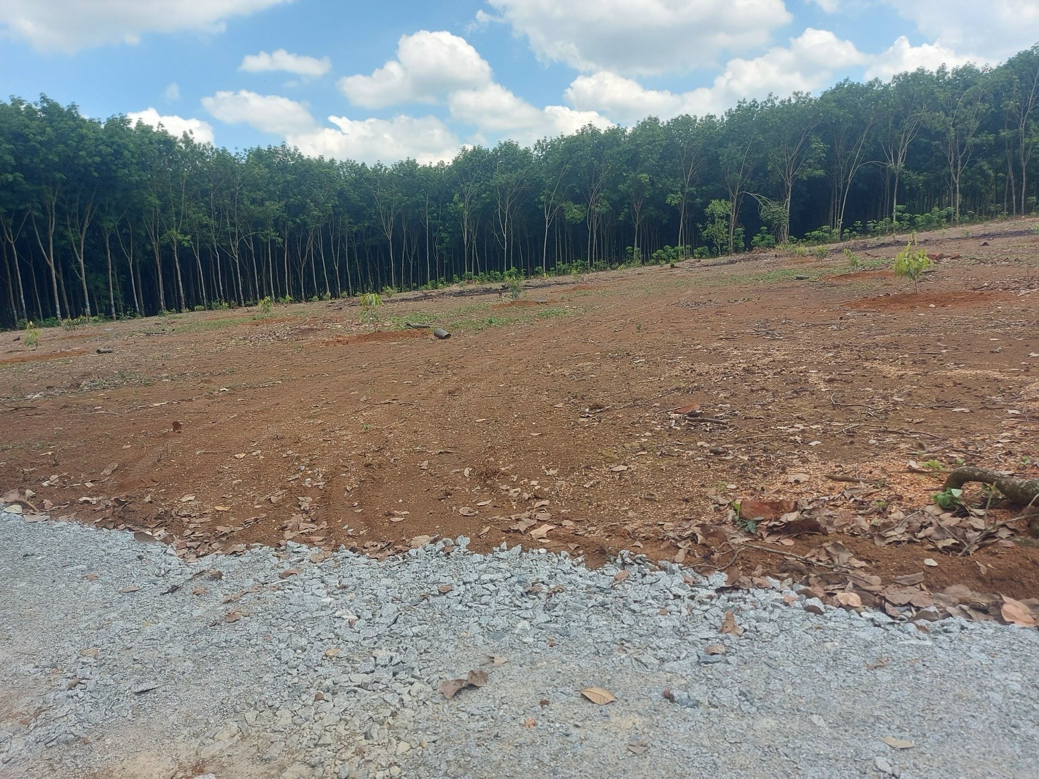 !! BÁN LÔ ĐẤT 1000M2 TẠI XÃ TÂN HƯNG, HUYỆN ĐỒNG PHÚ, TỈNH BÌNH PHƯỚC => Gía mềm 390 TRIỆU