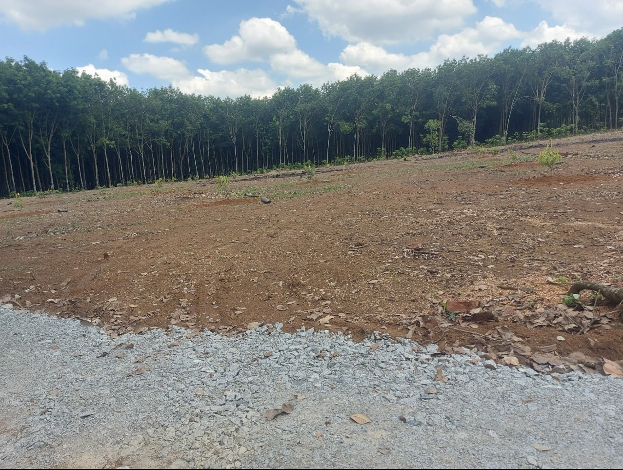 !! BÁN LÔ ĐẤT 1000M2 TẠI XÃ TÂN HƯNG, HUYỆN ĐỒNG PHÚ, TỈNH BÌNH PHƯỚC => Gía mềm 390 TRIỆU