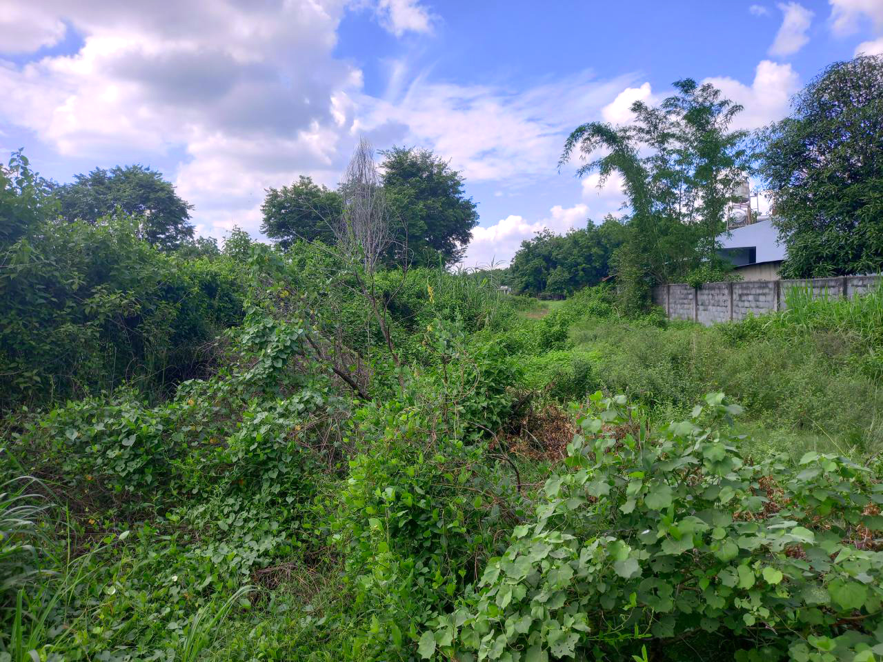 Bán đất mặt tiền An Nhơn Tây Củ Chi, 1ha, nở hậu, ngang 10m, Đ. 10m hạ chào hơn 11 tỷ