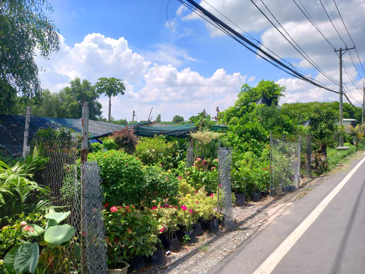 Bán đất MT Tỉnh Lộ 15 CC, 2702m2, N42m, Đ. 12m hạ chào hơn 9 tỷ