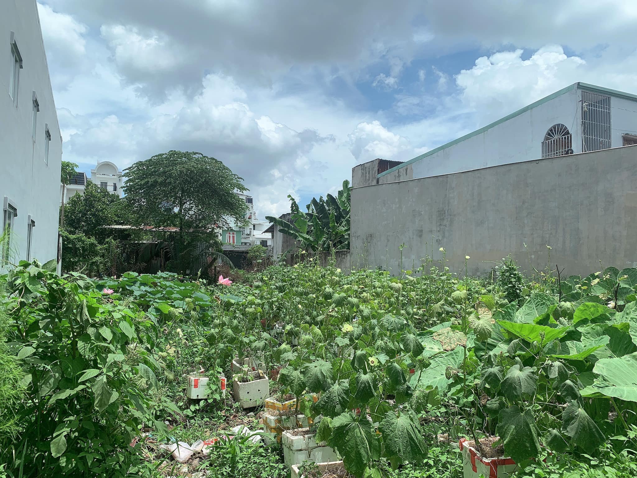 VIP - Đất Khủng 446m2 có 9 tỷ x Mặt tiền Hà Duy Phiên Bình Mỹ Củ Chi TPHCM