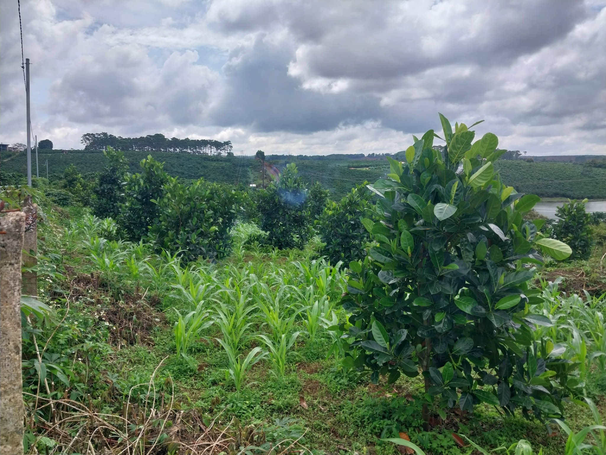 HOT !!! SỞ HỮU NGAY LÔ ĐẤT ĐẸP - Vị Trí Đắc Địa Tại TT Lộc Thắng, Huyện Bảo Lâm, Lâm Đồng