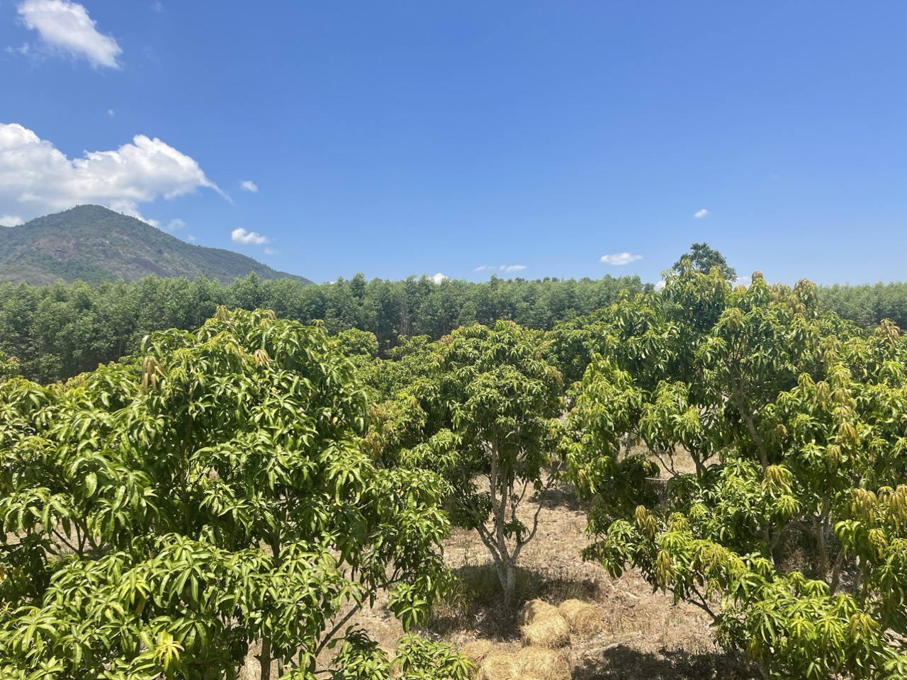 CHÍNH CHỦ CẦN TIỀN GIẢM GIÁ BÁN GẤP 2 LÔ ĐẤT ĐẸP QH FULL THỔ, GIÁ CHỈ 1,4TỶ TẠI SUỐI TIÊN, DIÊN KHÁNH, KHÁNH HÒA