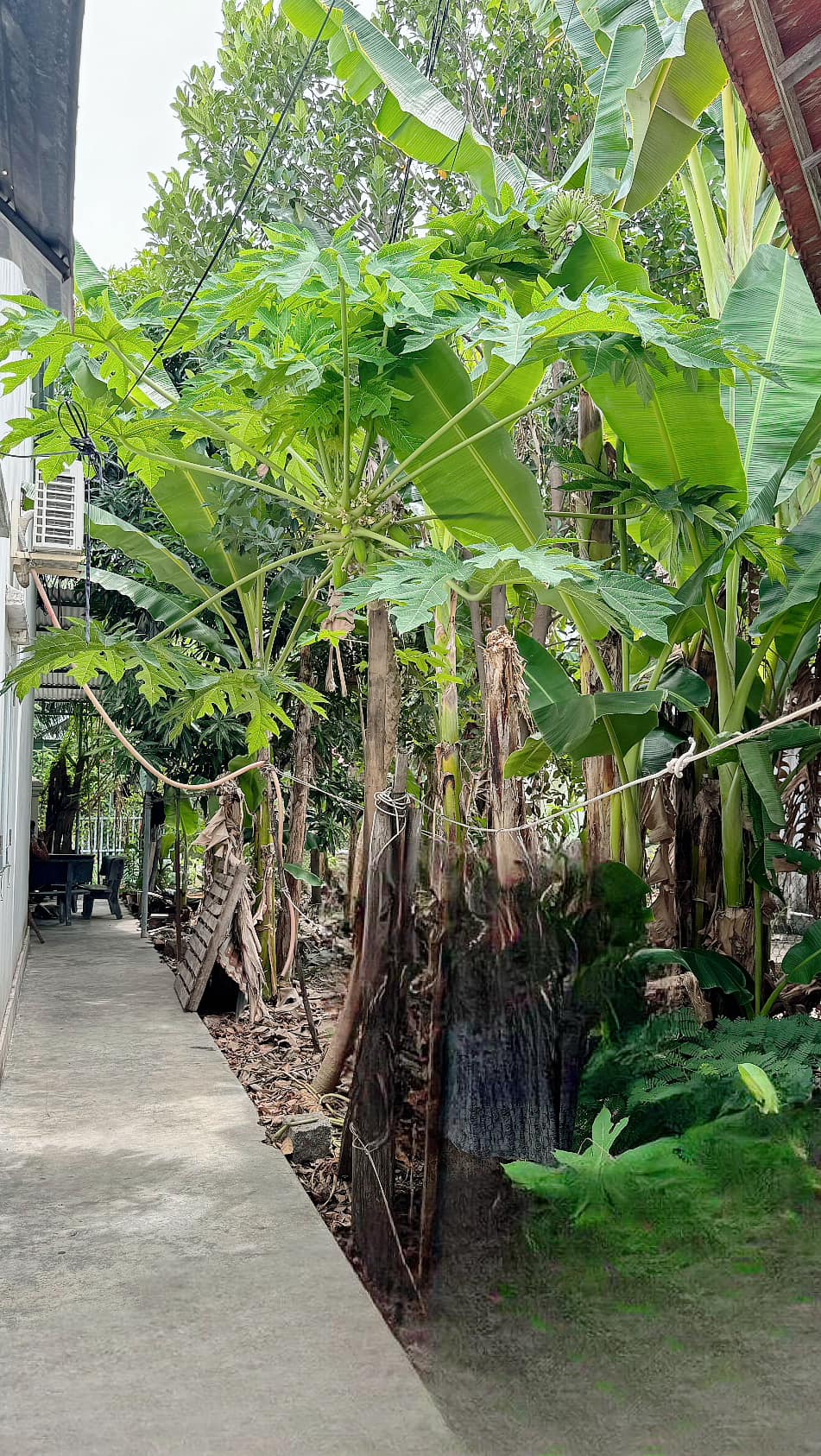 BÁN NHÀ CẤP 4 ĐƯỜNG Ô TÔ SÔNG DẦU - DIÊN AN -DIÊN KHÁNH