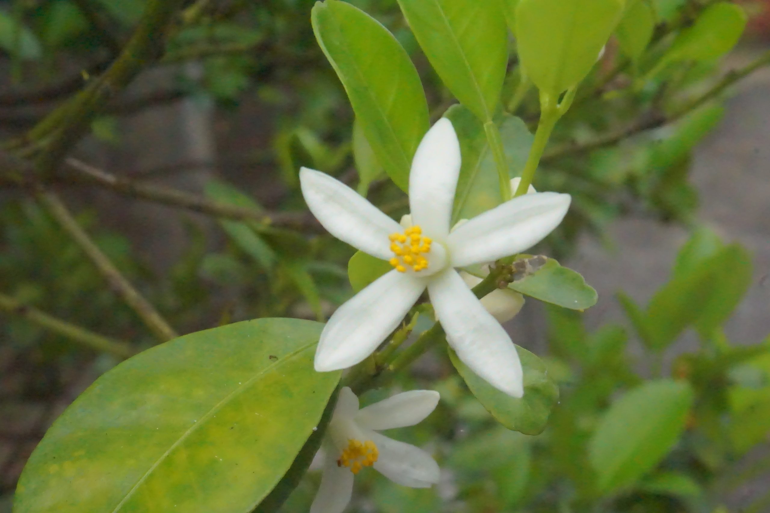 Bán đất tặng nhà mặt tiền kinh doanh Lê Đức Thọ, Sơn Trà, 125m2, chỉ còn13 tỷ