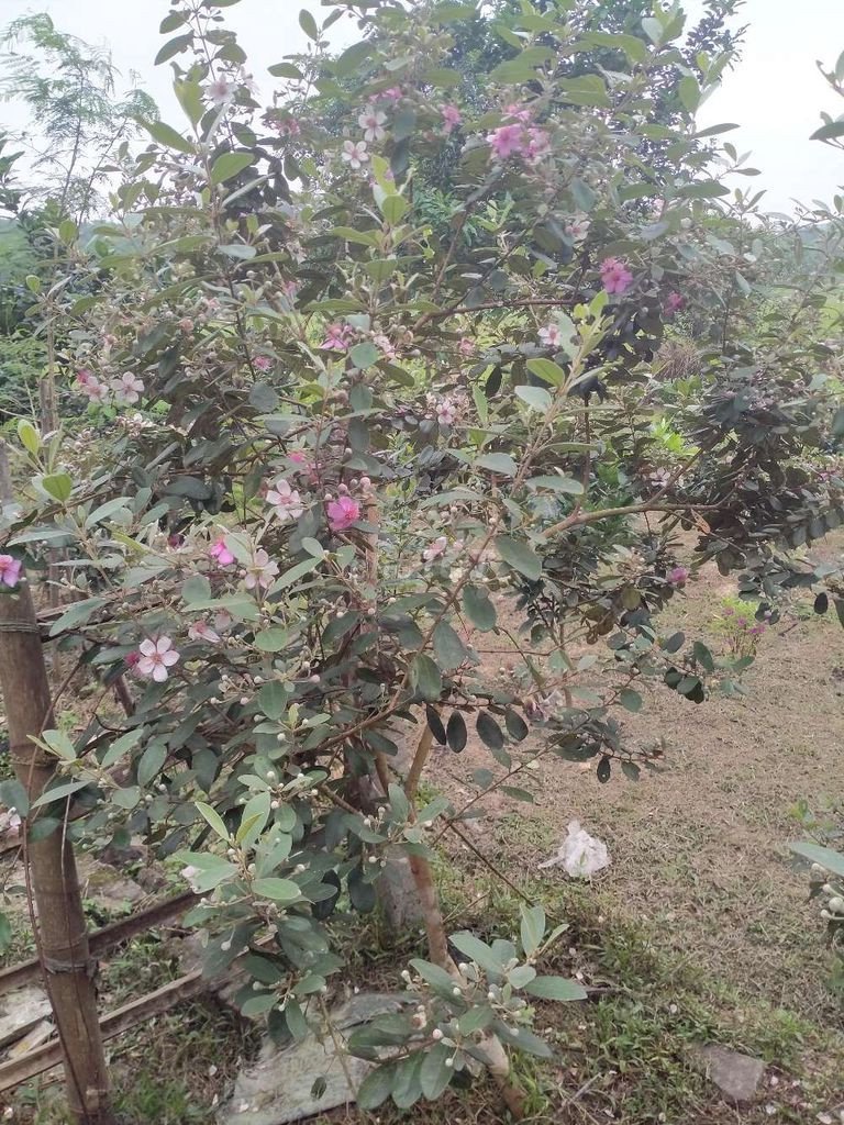 SIÊU PHẨM ĐẮK LẮK ! CHÍNH CHỦ CẦN BÁN ĐẤT TẶNG NHÀ TẠI CƯ M'GAR - ĐẮK LẮK