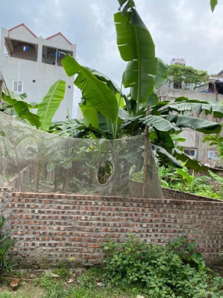 75M2 Đất Thổ Cư Giang Biên - Long Biên - Ngõ 7 Chỗ Chạy Thông Vào Đất - Mt = Hậu = 5M - Giá 6,2 Tỷ Có TL -Trung Tâm