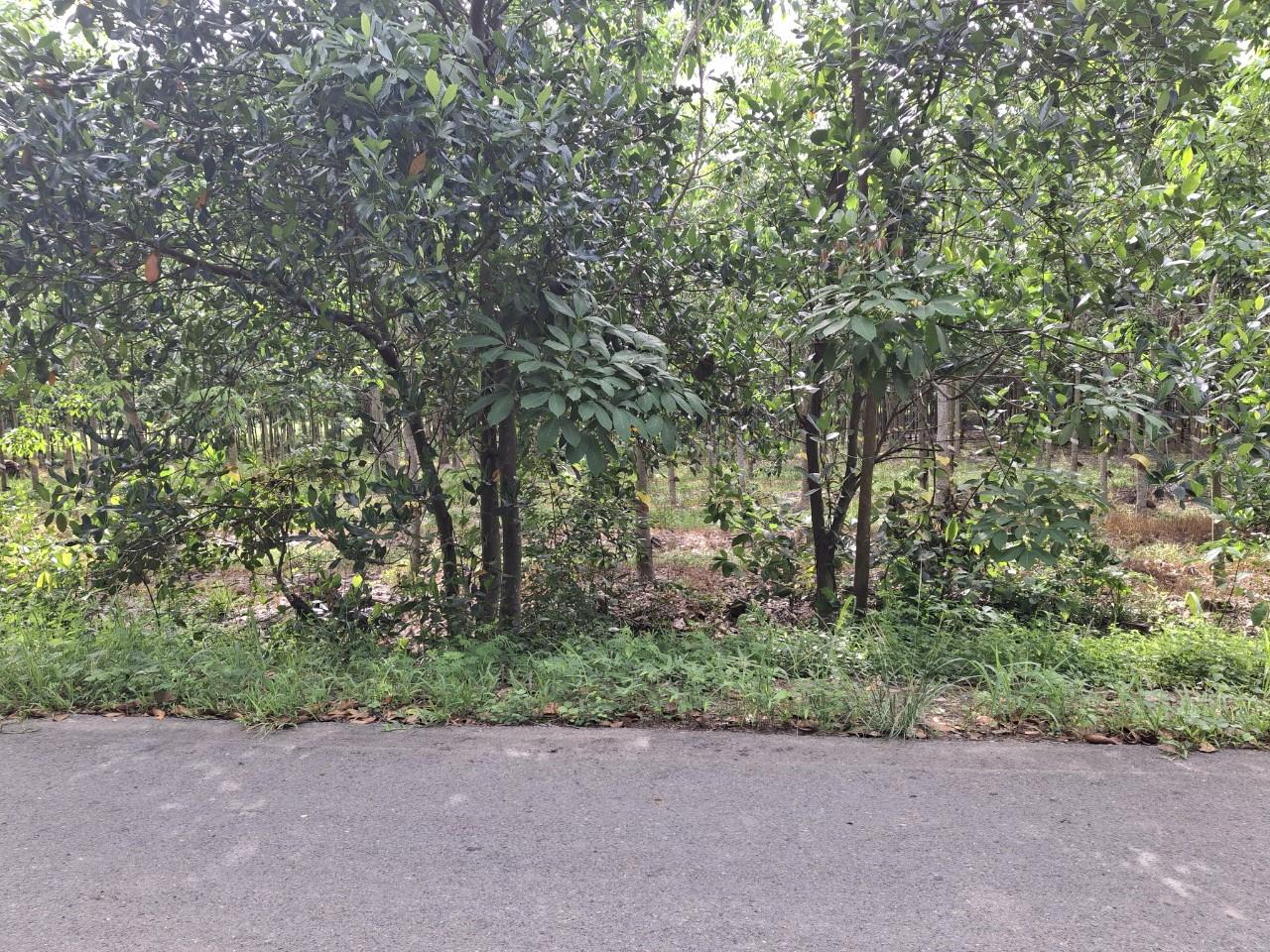 Đất Đẹp – Giá Tốt- Chính Chủ Cần Bán Nhanh Lô Đất Tại Bình Minh, Thị Xã Tây Ninh