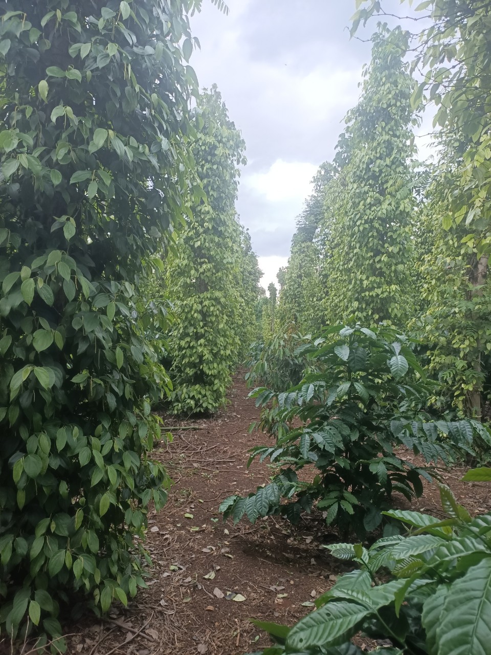 Bán rẫy 1,2 ha cà phê xen tiêu xen sầu riêng cách mặt đường bê tông 100m điện nước đầy đủ giá 125tr/sào lh 0329823795