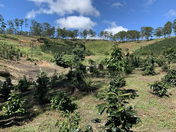 • HÓT ! CHÍNH CHỦ CẦN BÁN GẤP LÔ ĐẤT LẠC DƯƠNG - LÂM ĐỒNG /3 HECTA