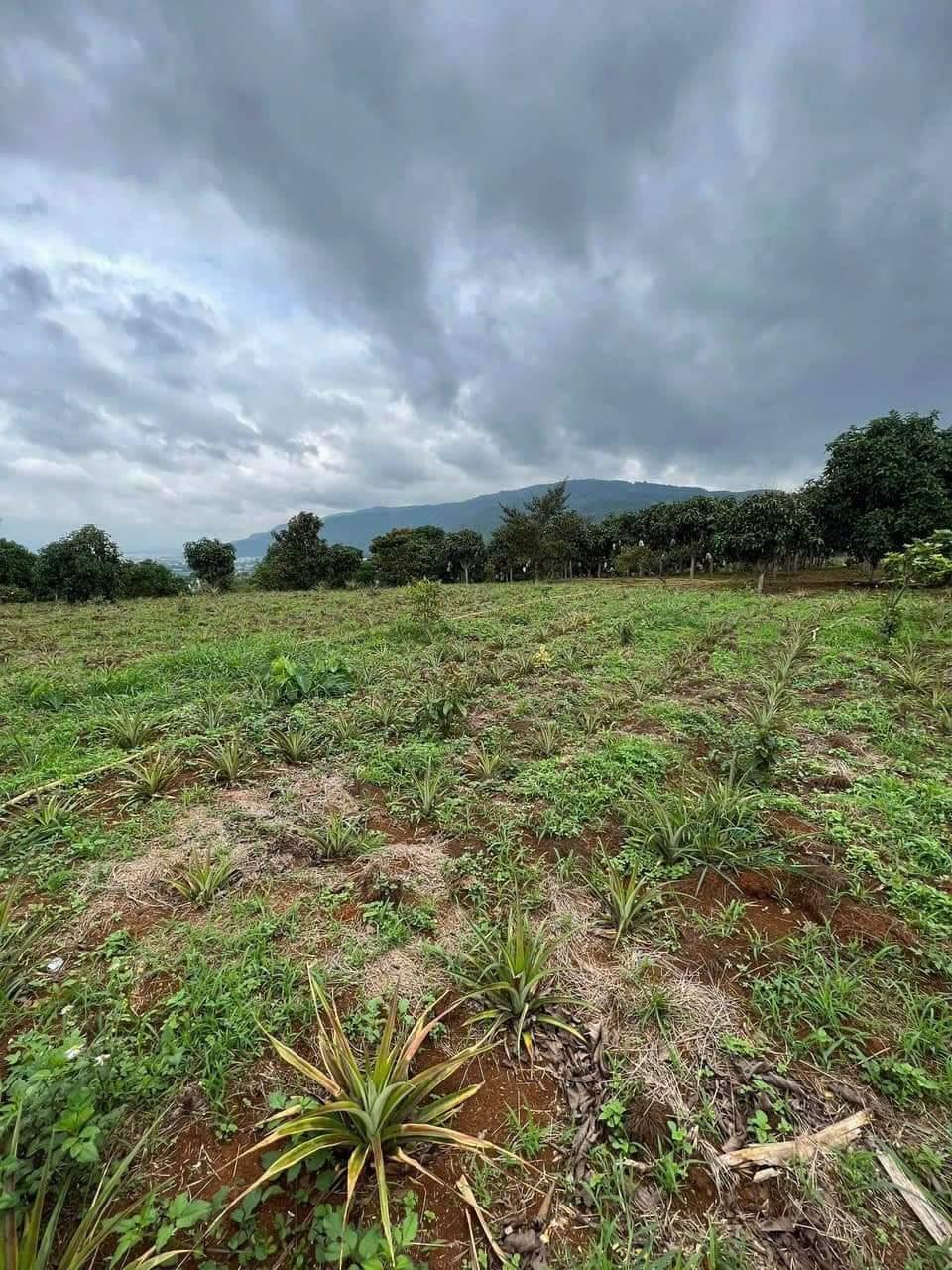 ANH PHÚC CHÍNH CHỦ - GIÁ ƯU ĐÃI - Cần Bán Lô Đất Tại Xã Suối Bạc, Sơn Hòa, Phú Yên