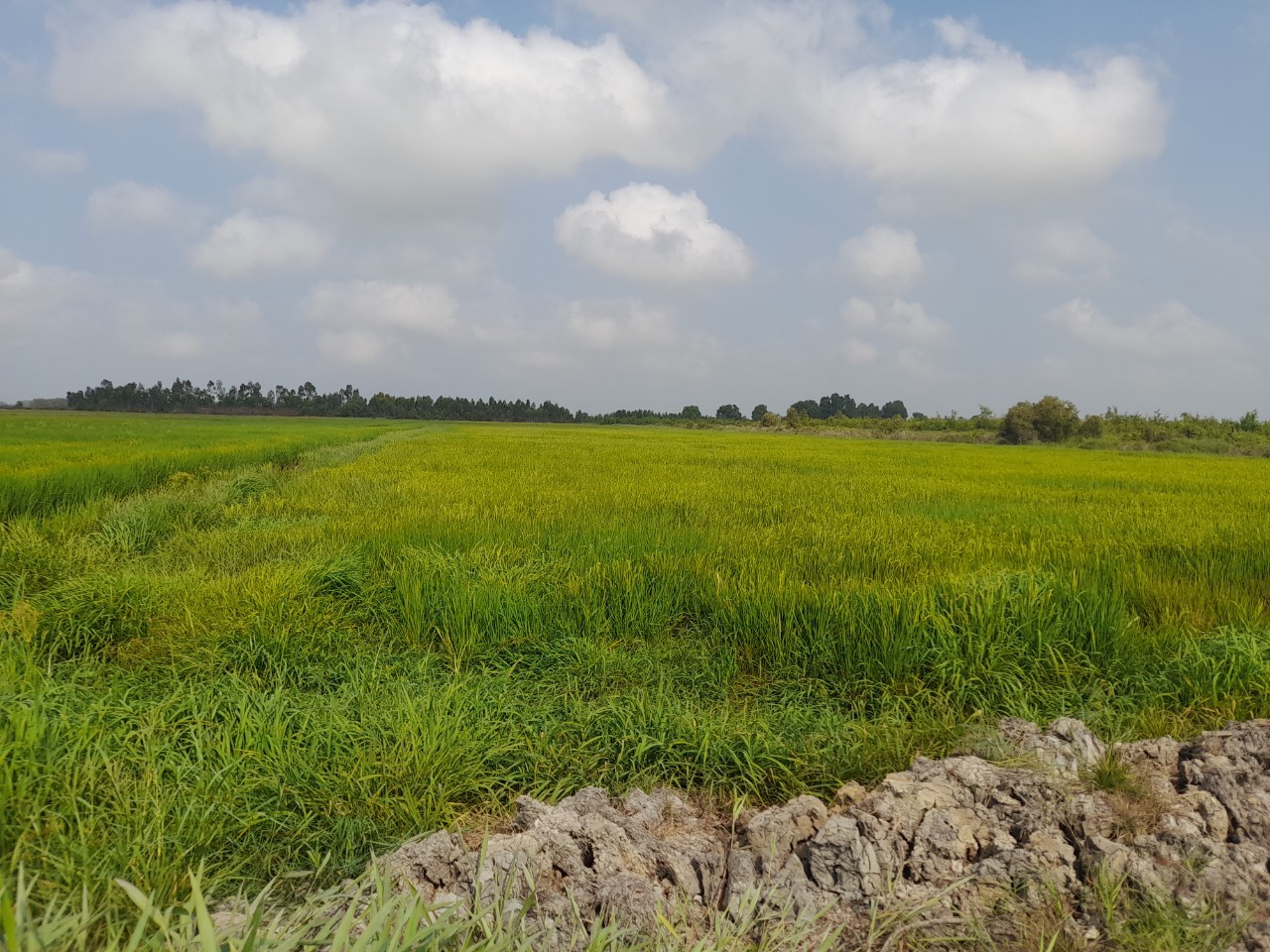 %% CHÍNH CHỦ CẦN BÁN ĐẤT LÚA Ở XÃ HÒA ĐIỀN - H. KIÊN LƯƠNG- KIÊN GIANG.