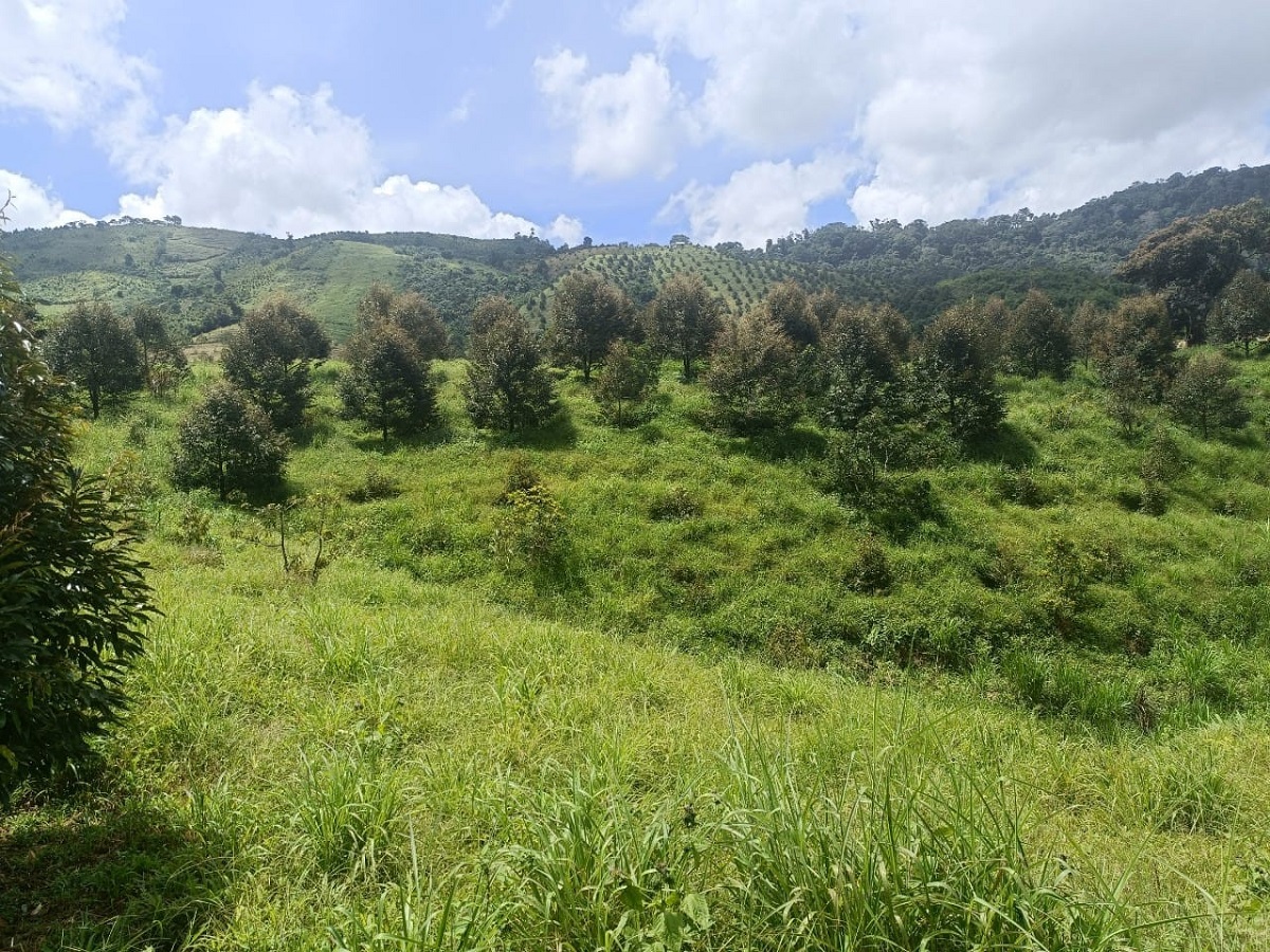 Bán vườn sầu riêng 73ha Lộc Bắc, Bảo Lâm