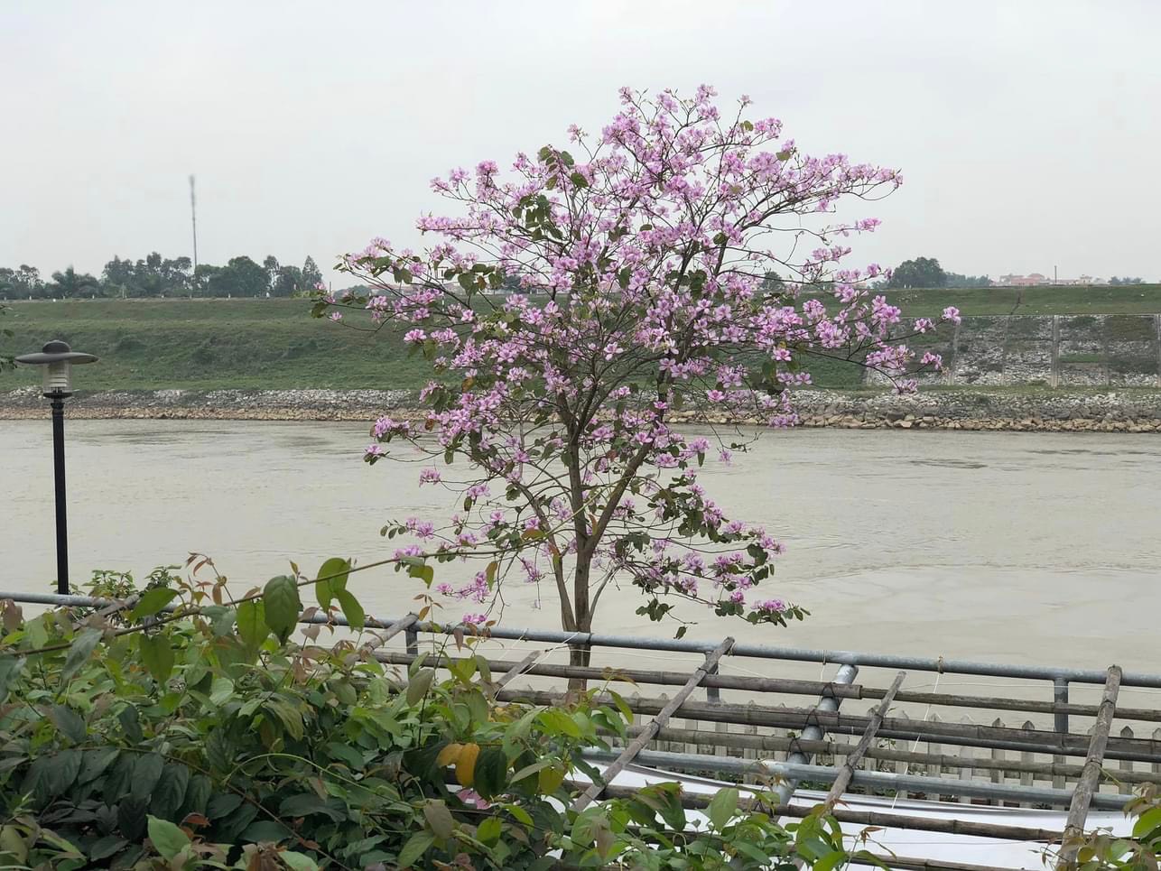 Bán nhà mặt phố Nguyễn Văn Cừ - Long Biên, 4 mặt thoáng, view hồ, 416m2, mặt tiền rộng, 120 tỷ