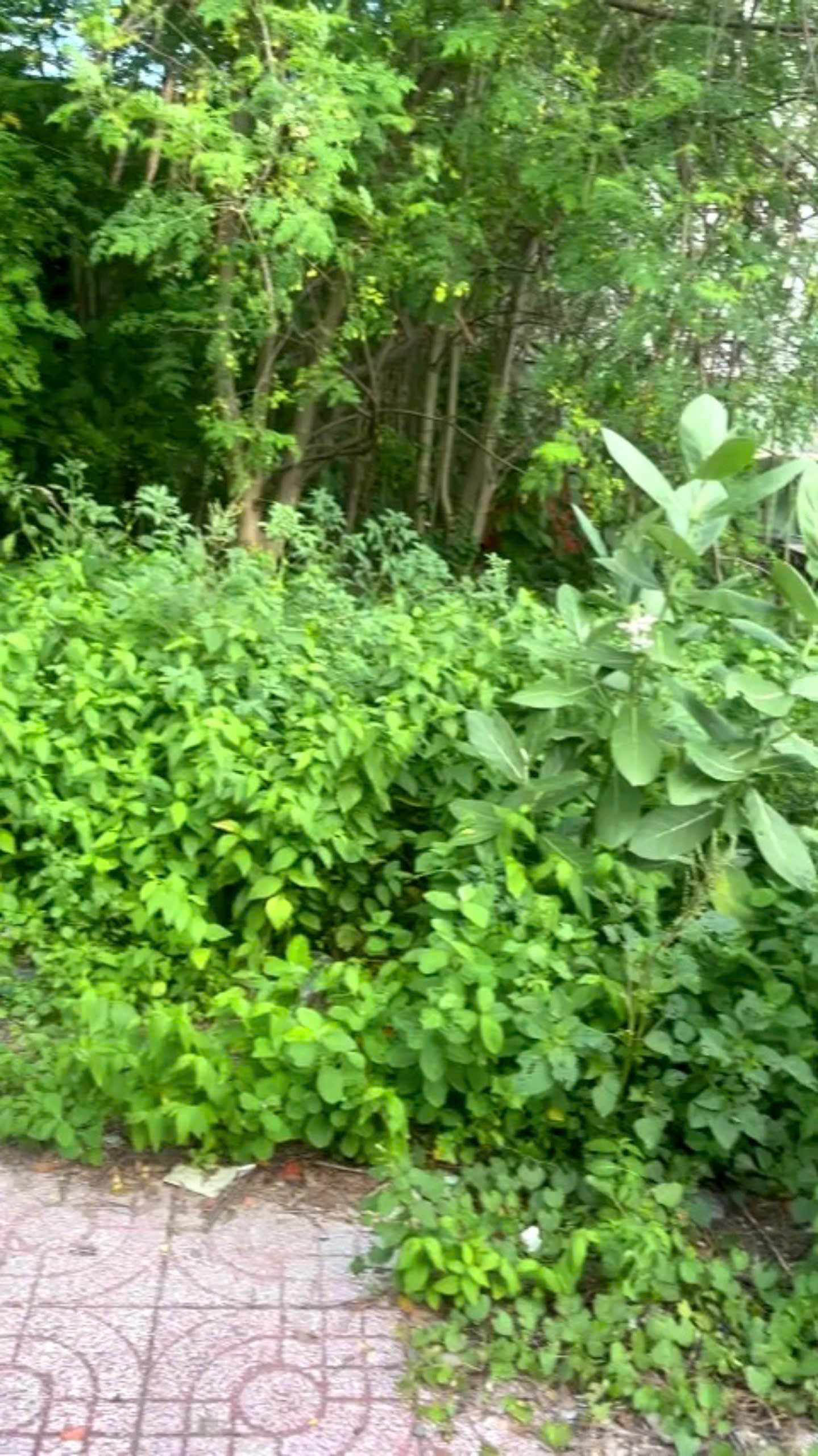 Bán đất 70m2 đường số 7 Linh Tây