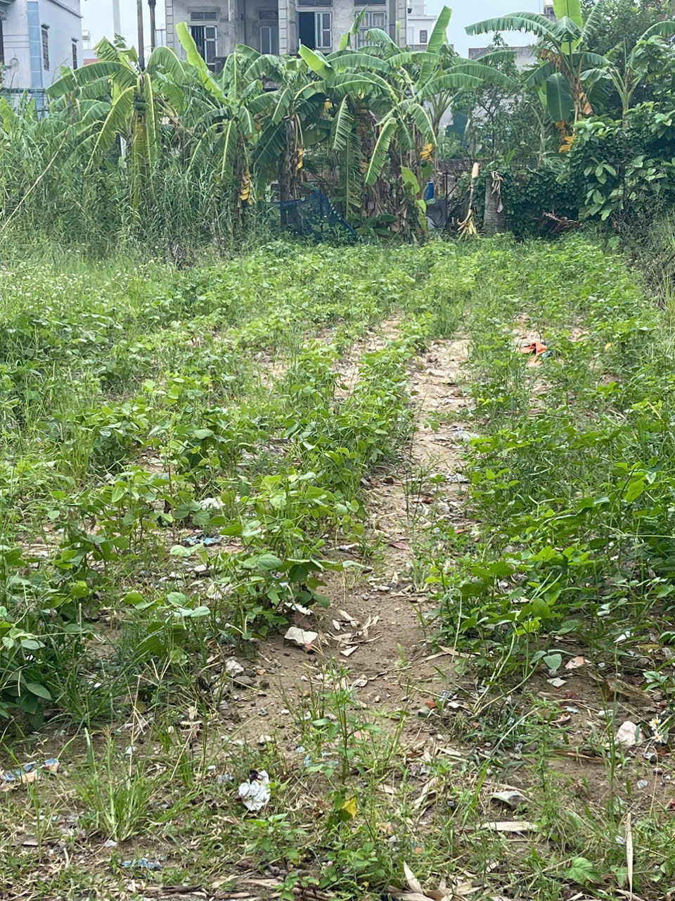 Bán 109,8m2 đất thổ cư Mỹ Nội, Bắc Hồng, Đông Anh, Hà Nội