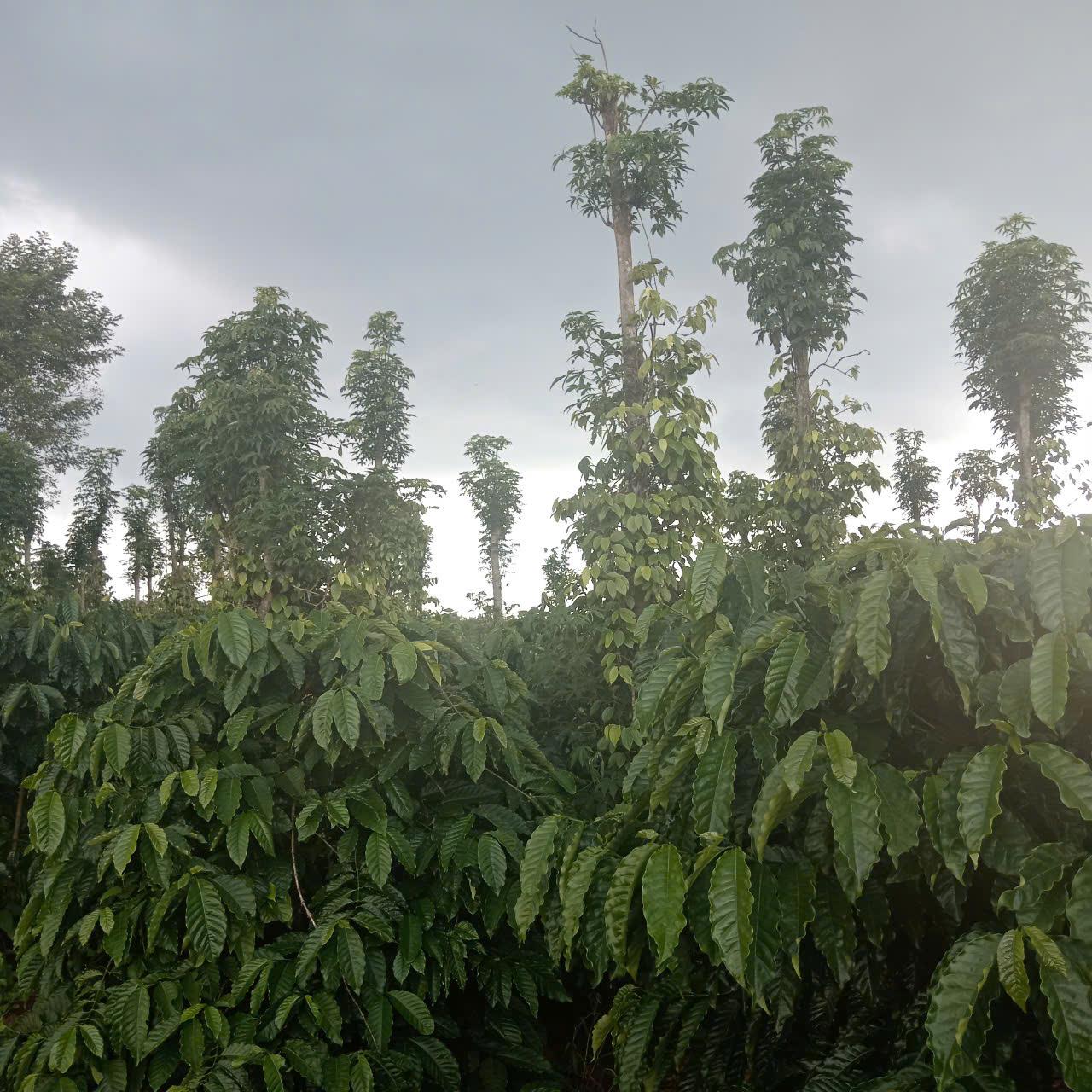 ĐẤT ĐẸP- GIÁ TỐT - CHÍNH CHỦ CẦN BÁN Lô Đất tại xã Trường Xuân, huyện Đắk Song, tỉnh Đắk Nông